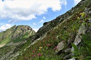 Anello Monti Tartano e Azzaredo, passando dal Bivacco Zamboni e dal Rifugio Balicco, il 17 luglio 2019- FOTOGALLERY